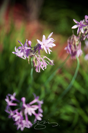 (Not So) Mourning Flowers