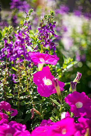 Madison - Jun+Jul 2022 - 93 - Street Flowers (Detail)