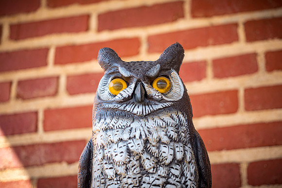 Madison - Jun+Jul 2022 - 97 - Owl at Amici Madison #2, W. Washington St