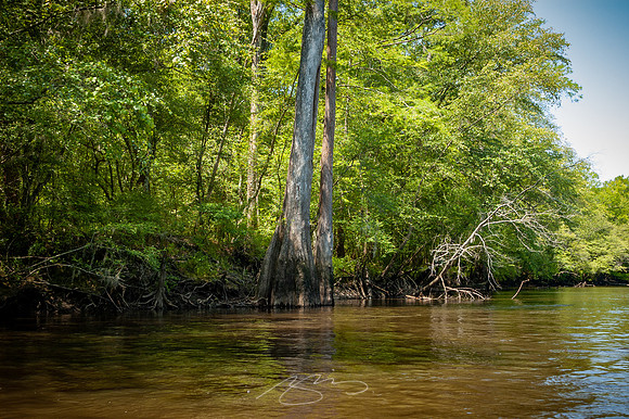 Edisto-River-46