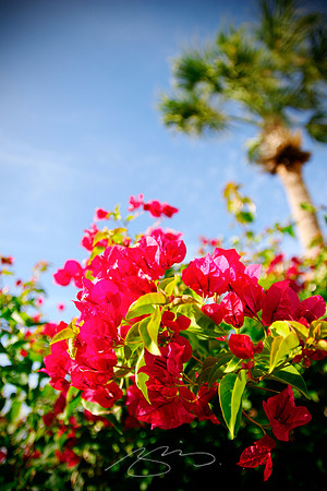 Florida (Winter) Flowers