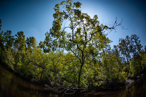 Edisto-River-13