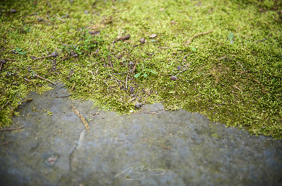 Garden Tour - 954 Park - 3