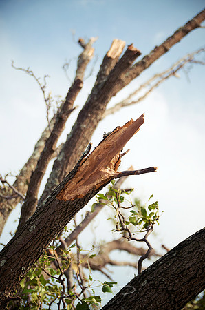 Stripped Tree