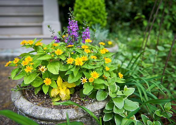 Garden Tour - 954 Park - 1