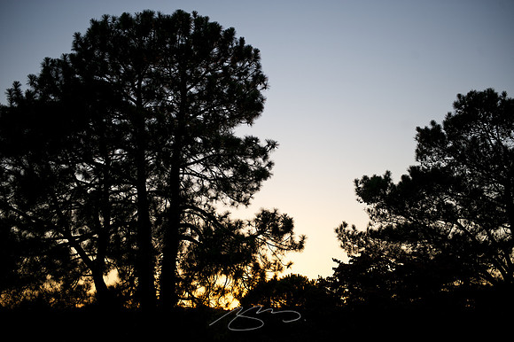 Last of the Sunset, Through the Trees