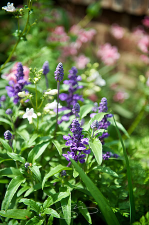 Garden Tour - 562 College - 15