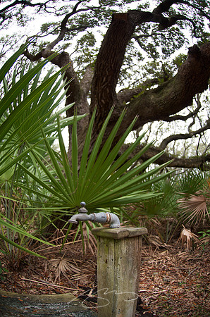 Cumberland Island - Water Abounds