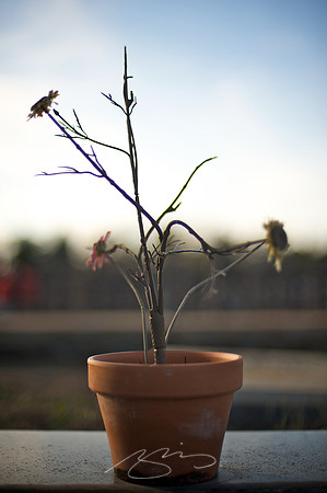 January Afternoon in Rose Hill - 19