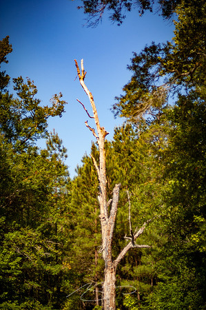Edisto-River-10