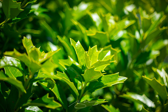 Smarr - May 2025 - 9 - Oak Leaf Holly, 40 Rumble Rd., Smarr