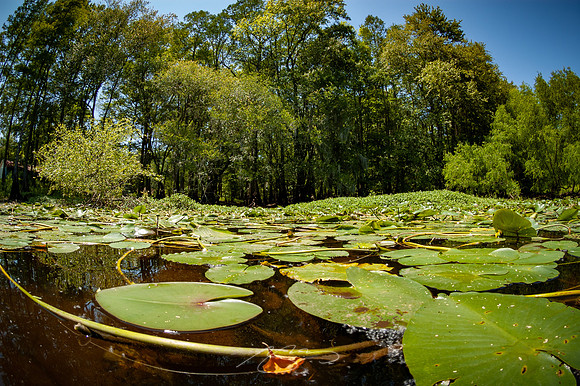 Edisto-River-52