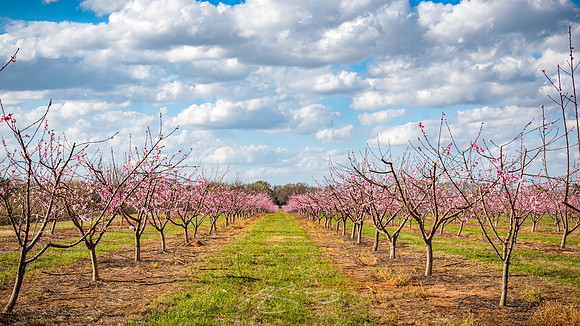 Yatesville Peach Blossoms #2