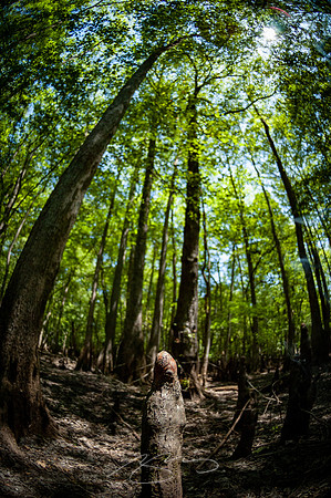 Edisto-River-19