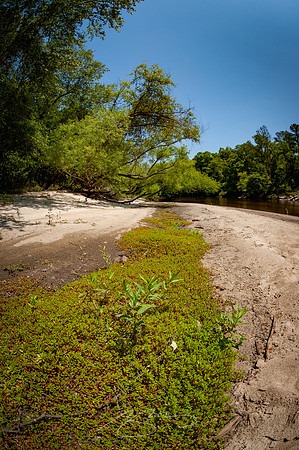 Edisto-River-53