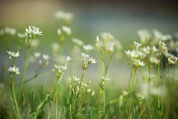 Field Flowers