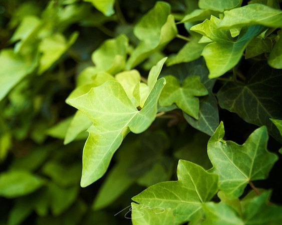Ivy (on the Fence)