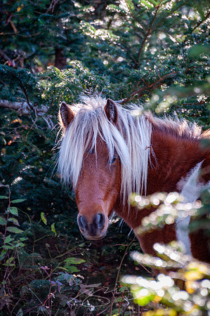 virginia-at-hike-14