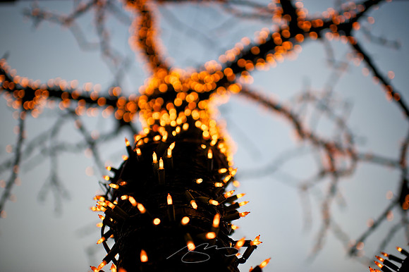 Holiday Tree, New York City